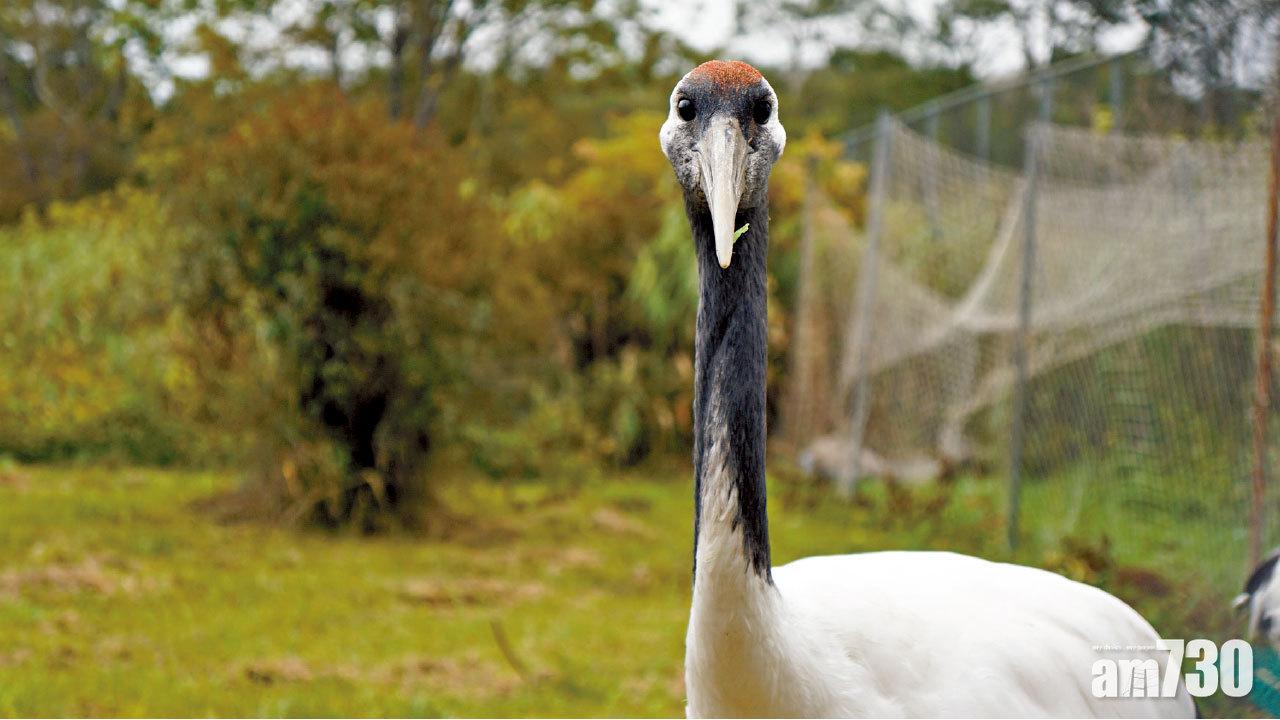 釧路 與丹頂鶴自拍