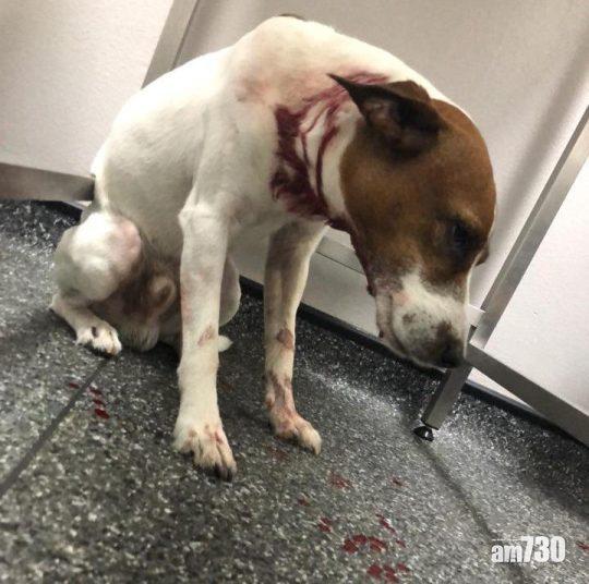 【令人髮指】童黨當街欺凌 放惡犬狂咬狗狗