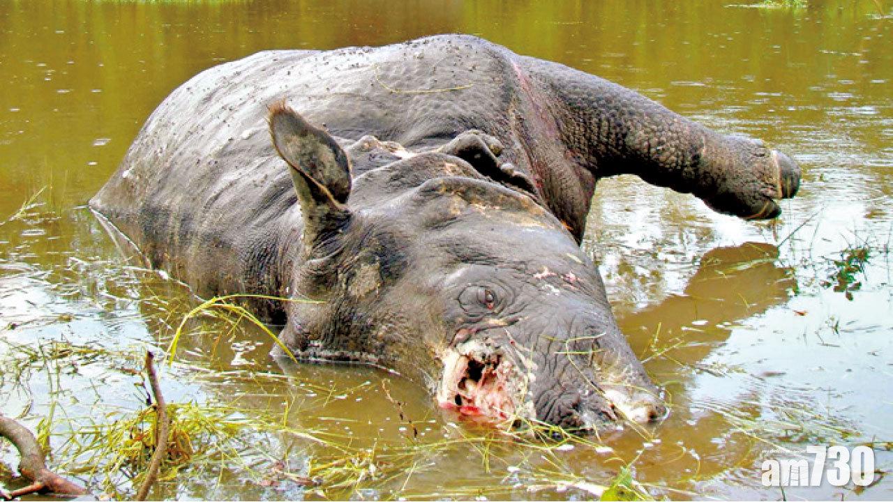 內地重申保護野生動物立場 暫緩放寬犀牛虎骨貿易