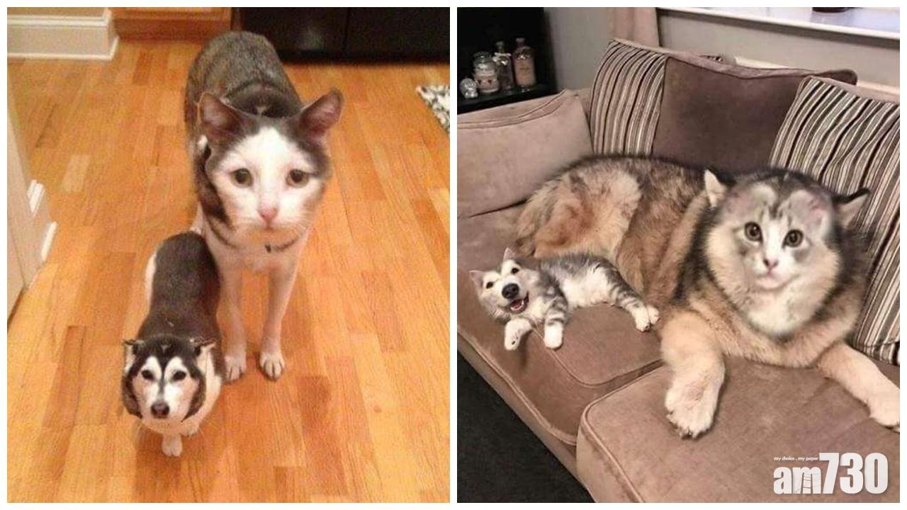 【勁治愈】貓狗換臉變「新品種」