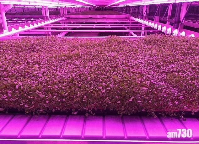 英垂直農場慶豐收