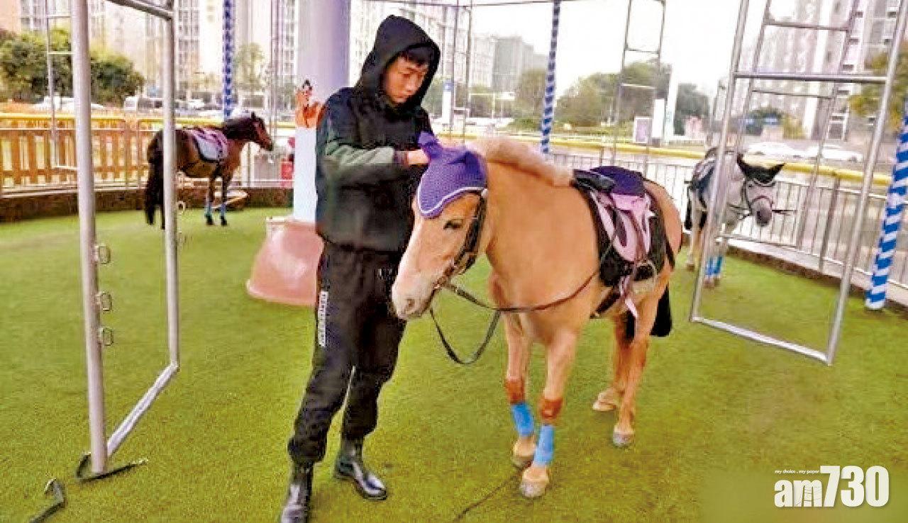 成都商場現「旋轉真馬」 專業馴馬師：不人道