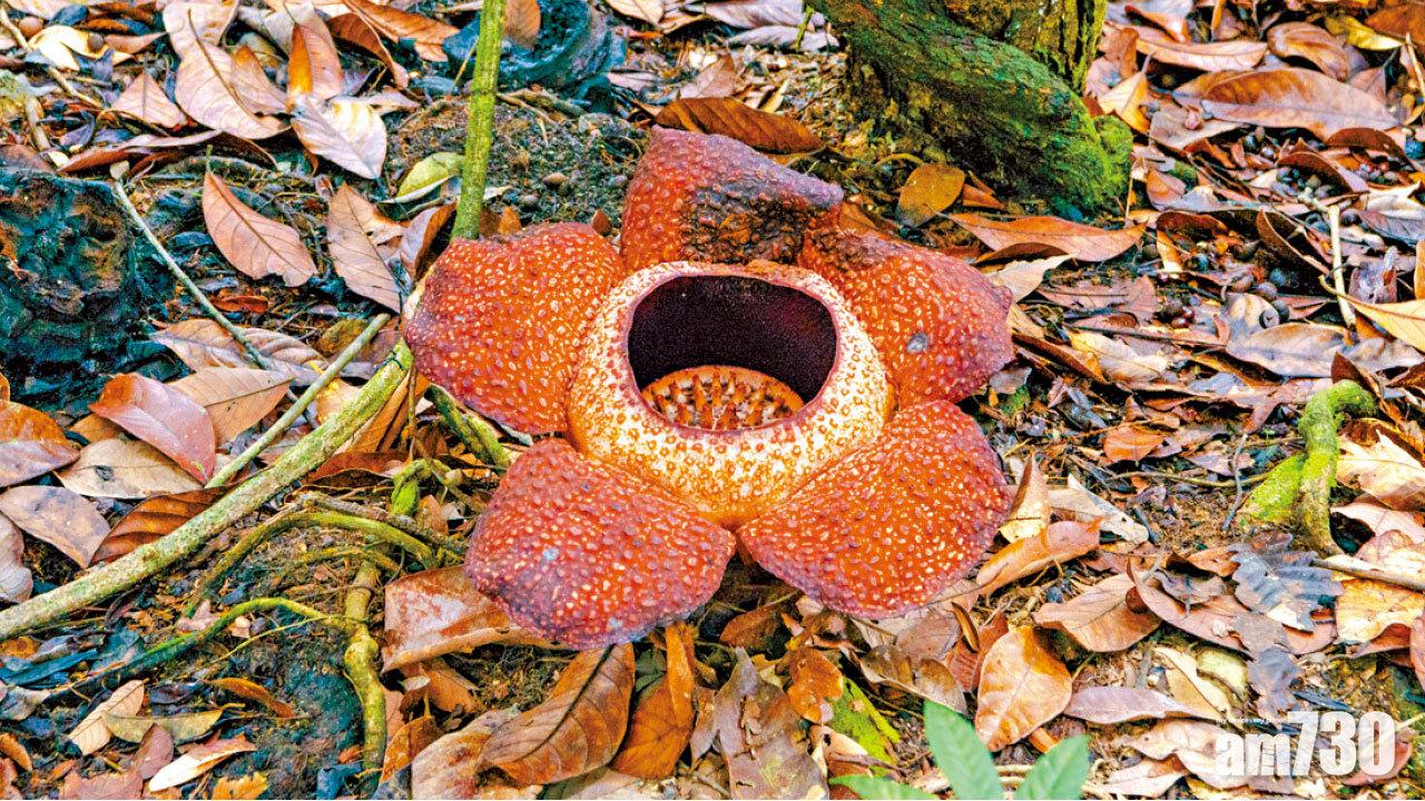 罕有大屍花 螢火蟲銀河 追尋沙巴奇珍長鼻猴