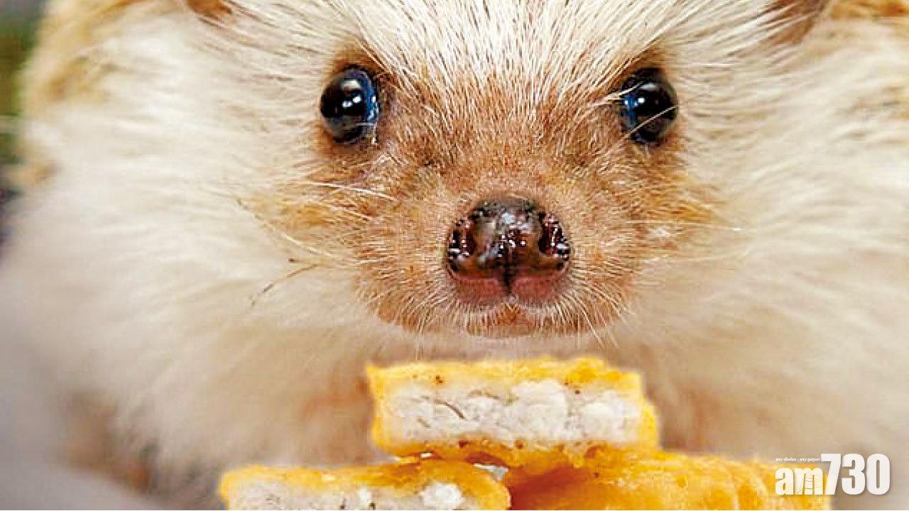 寵物尷尬主人縱壞