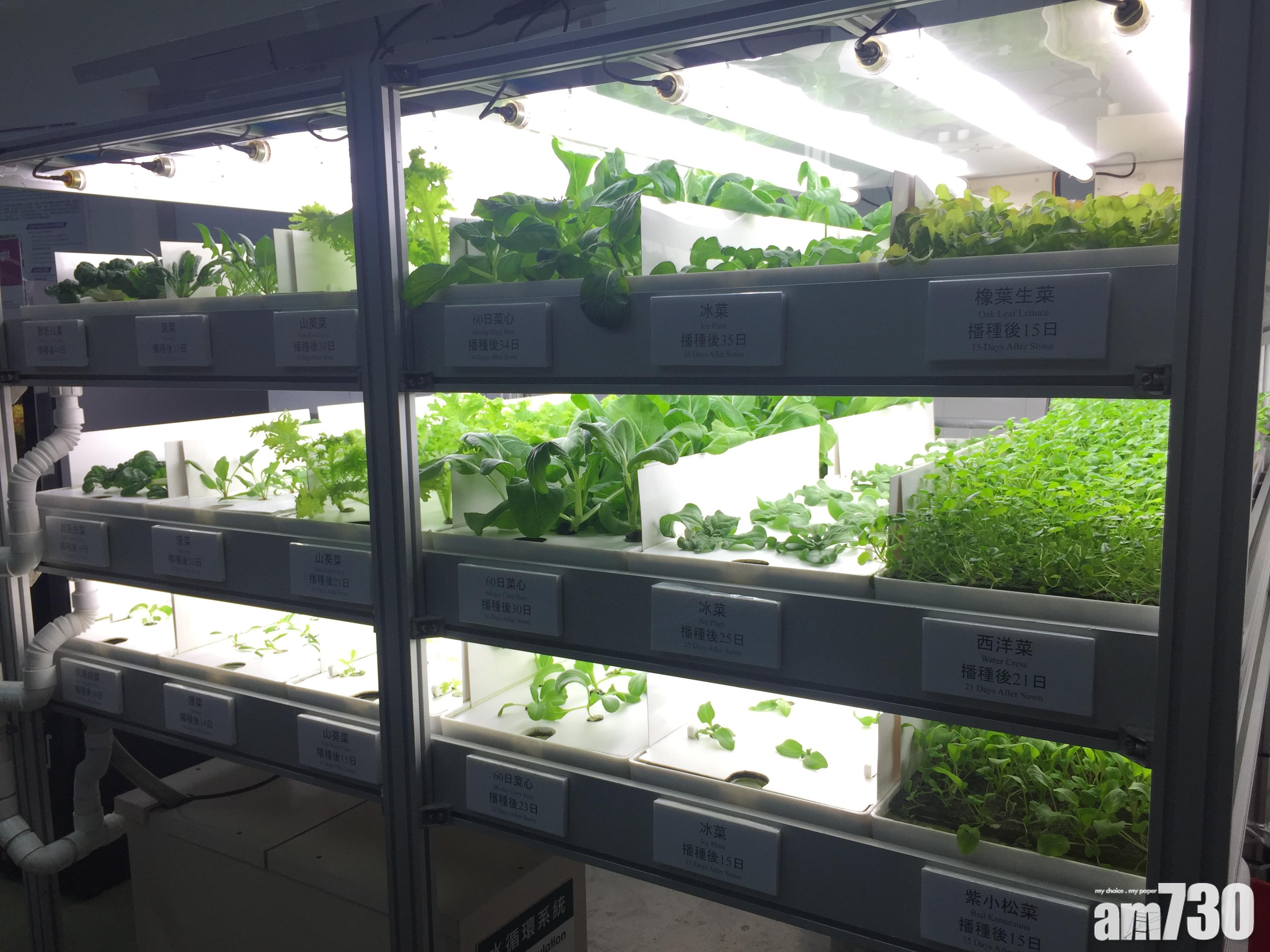 水耕菜免重金屬影響  山葵菜有芥末味