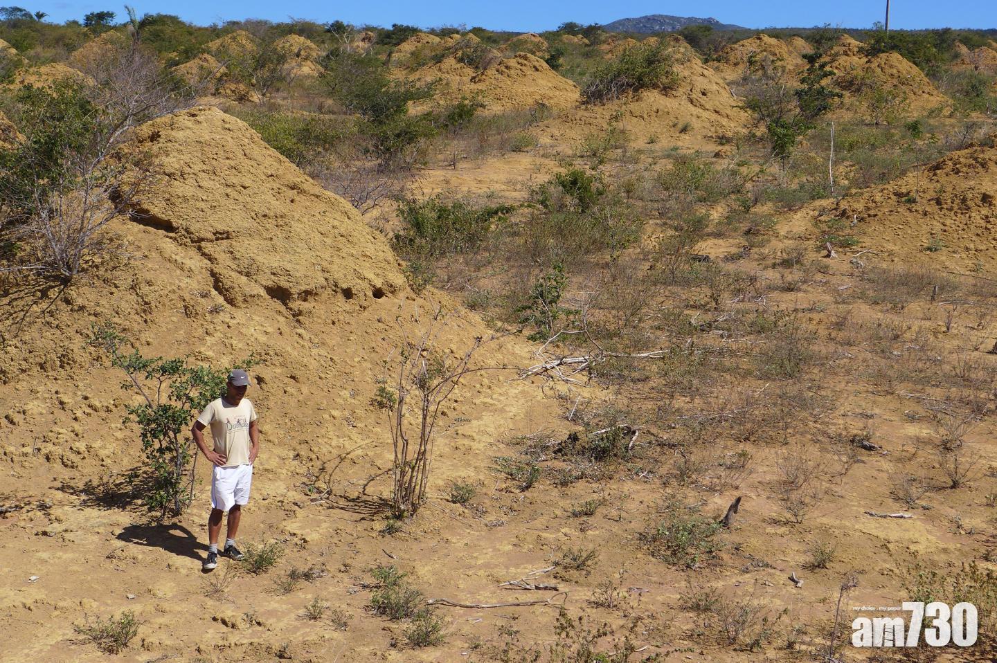 發現4千年白蟻竇面積大到太空都望到