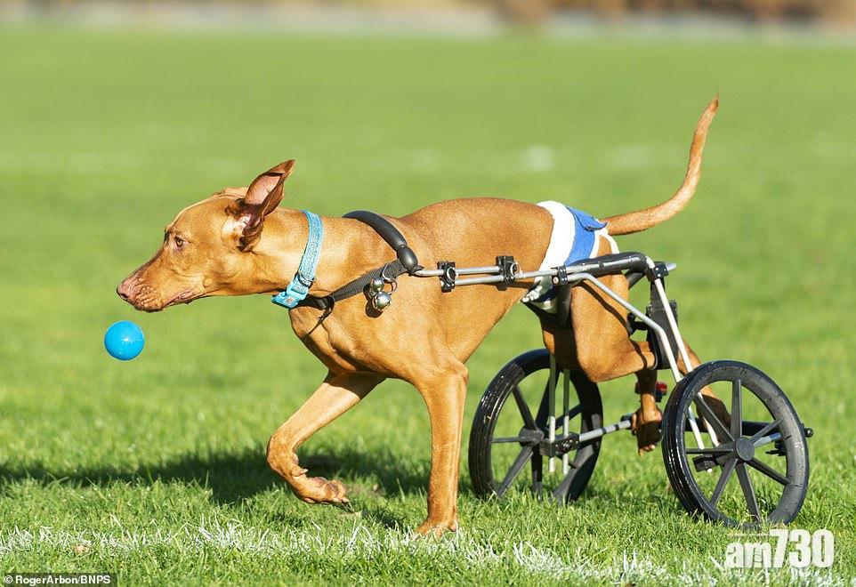 殘犬眾籌展新生