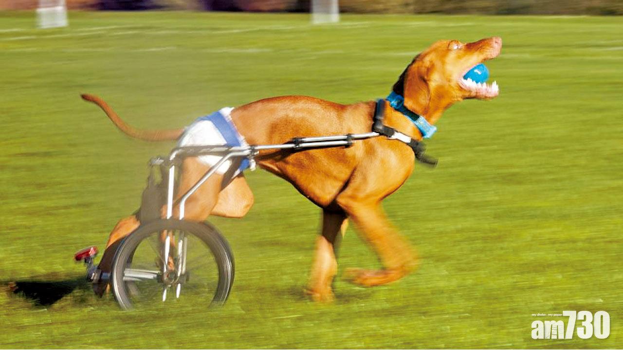 殘犬眾籌展新生