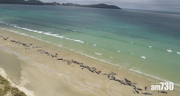 【離奇】145鯨魚集體擱淺死