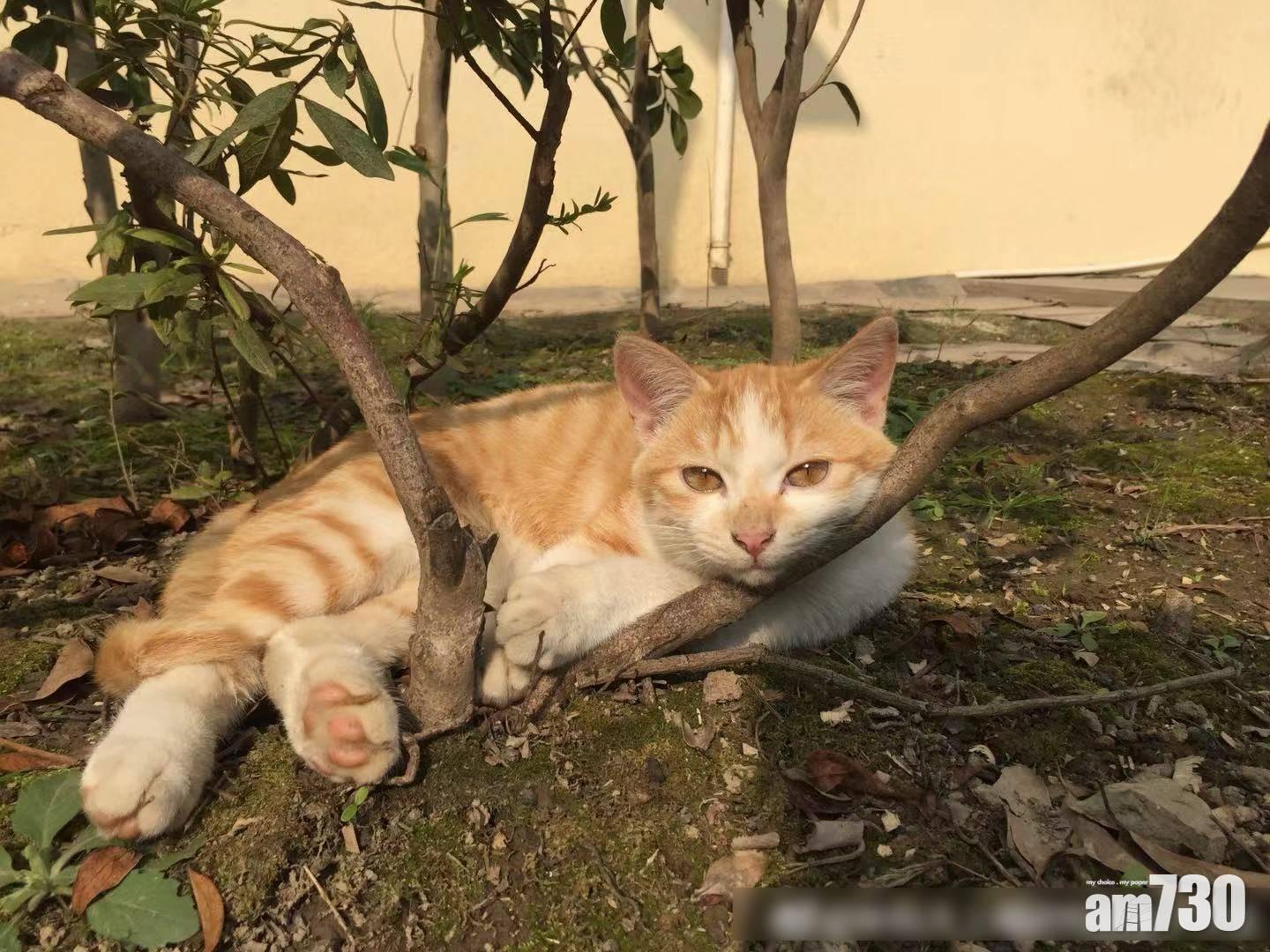 吸貓=吸毒！浙碩士論文：上網睇貓會上癮