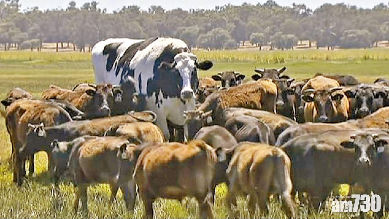 牛王 雞霸  大到不能劏