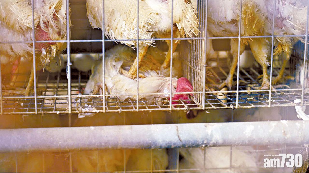 母雞住窄小鐵籠  「籠屋蛋」沙門氏菌高25倍