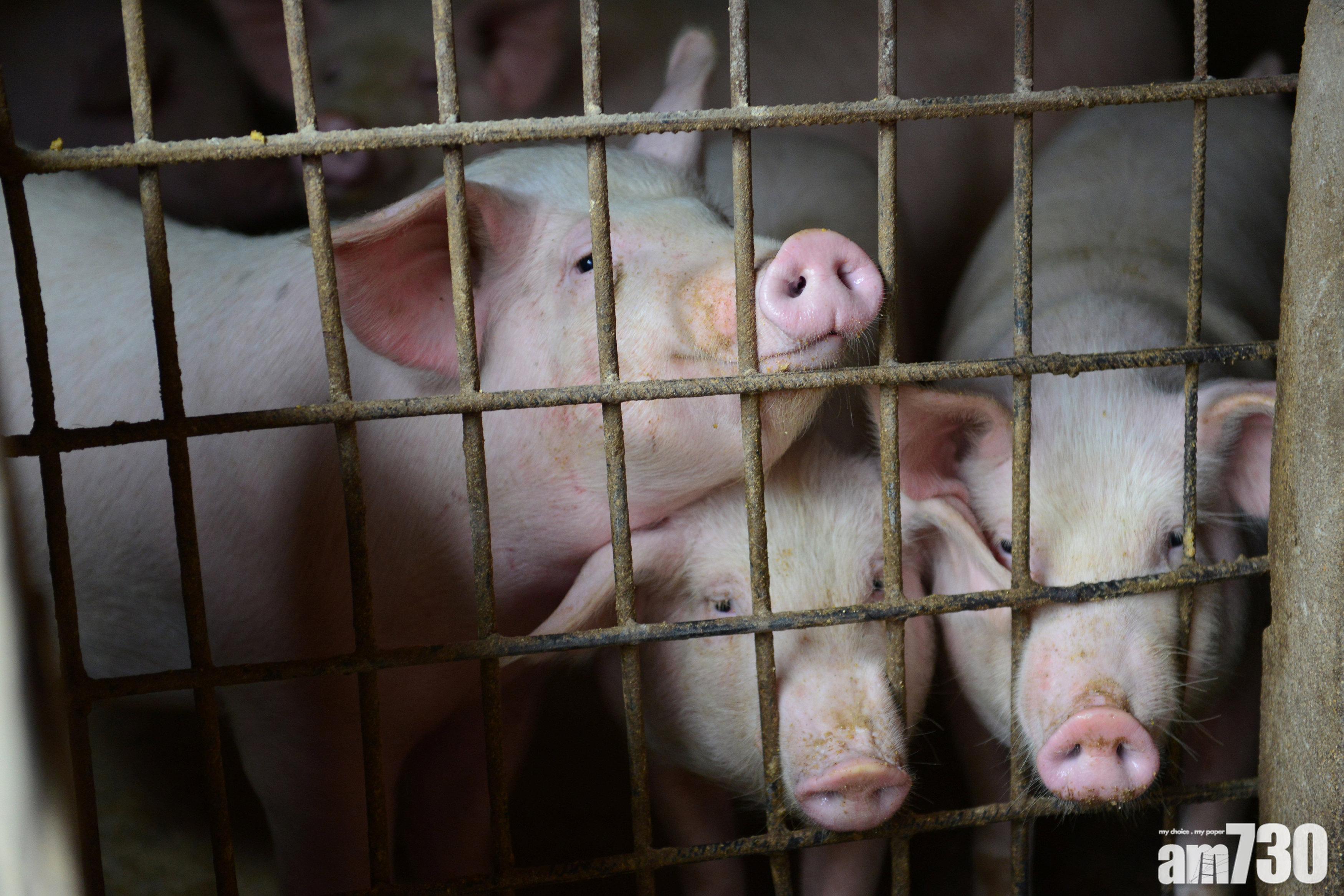 21省市爆81宗非洲豬瘟 農業部：疫情整體可控