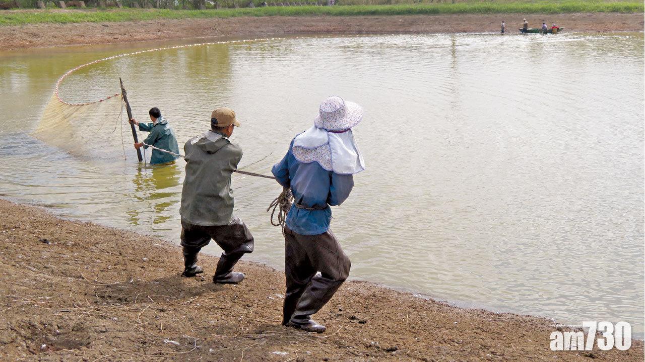 港鐵落馬洲濕地養肥大魚 轉贈惜食堂助基層