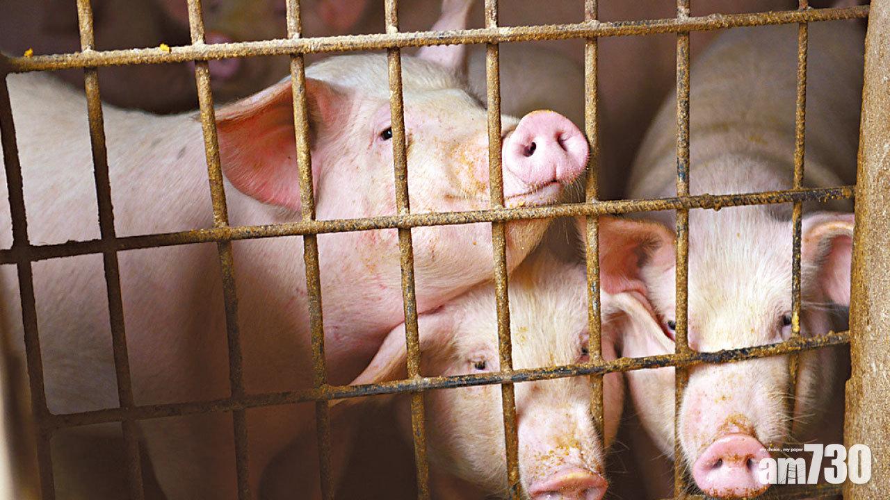 非洲豬瘟襲粵  珠海屠場11豬發病亡