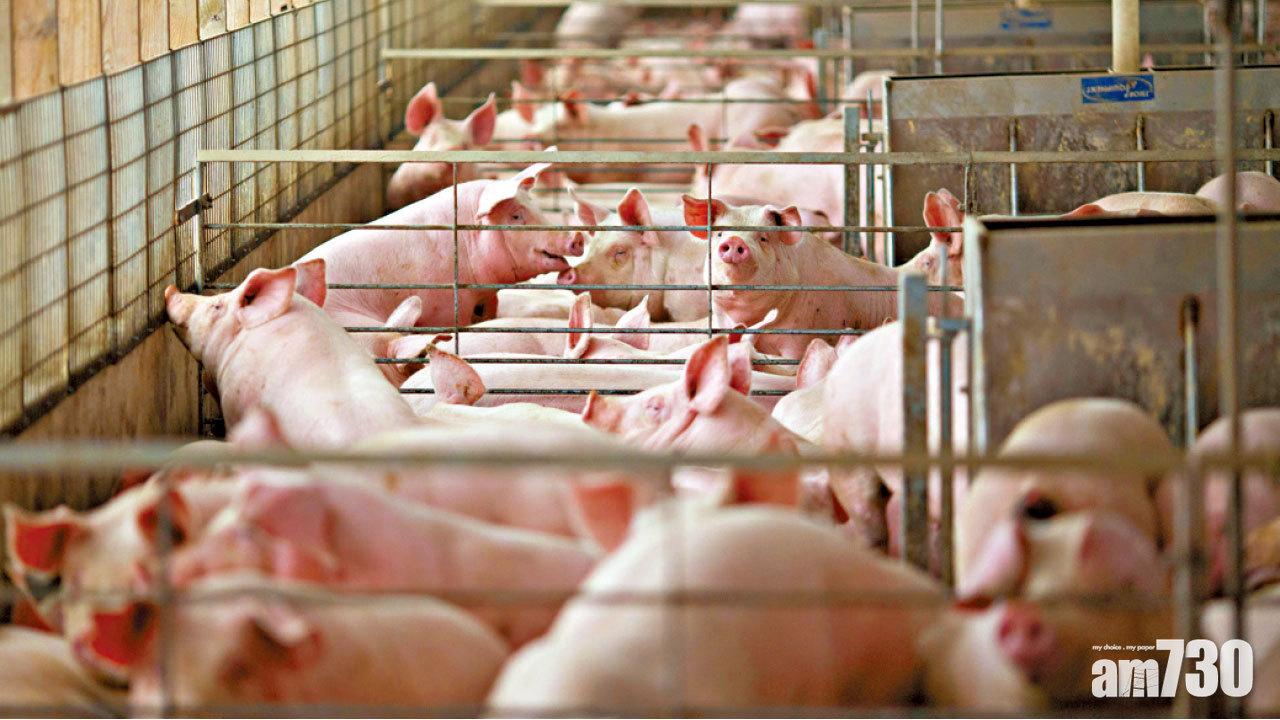 廣東一周內第二宗 廣州黃埔豬場爆非洲豬瘟