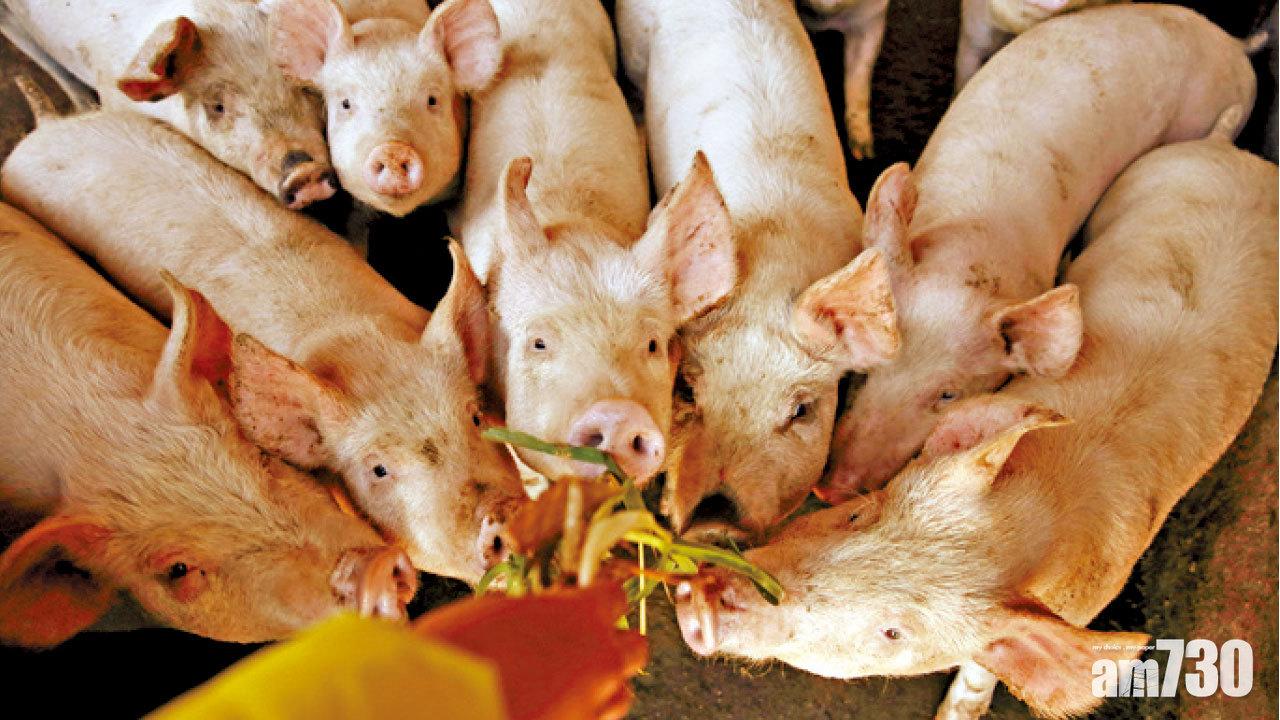 天津73噸飼料含非洲豬瘟