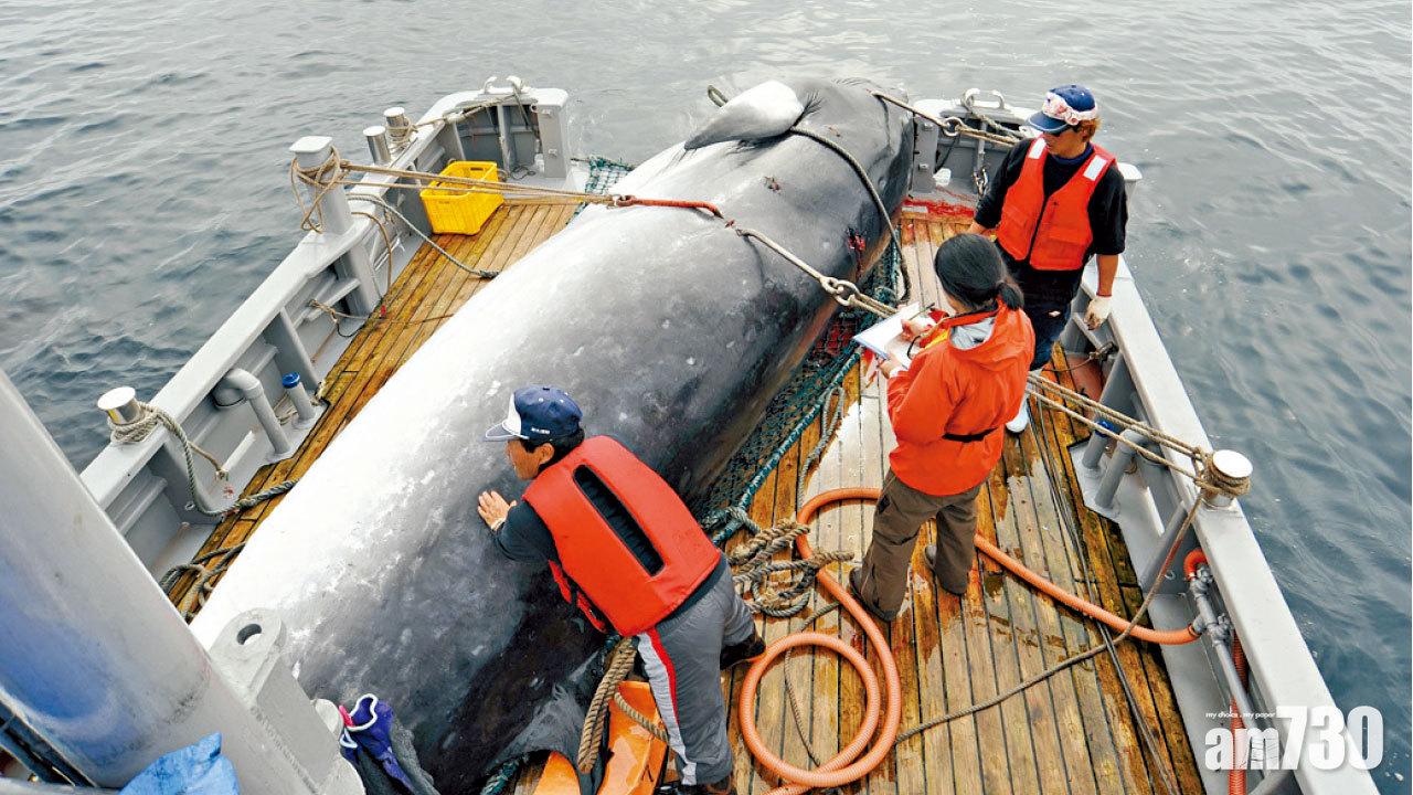 日明年恢復商業捕鯨