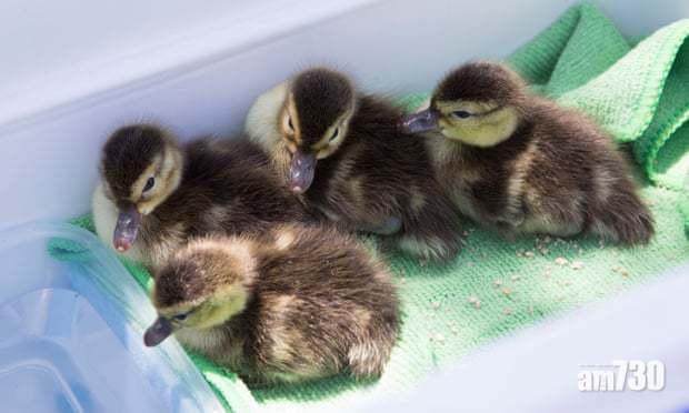 【用7年保育】野生稀有鴨仔全球剩番50隻  專家諗計拯救