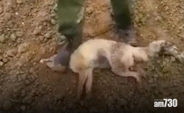 【慎入】冷血獵人玩殘狐狸 凌空拋擲再猛踩頭(有片)
