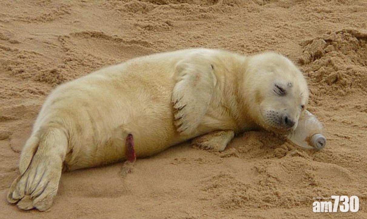 【與敵同眠】未知「兇器」禍害  海豹B膠樽當枕頭甜睡