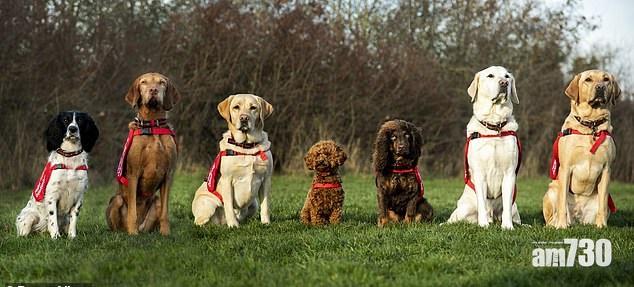 七俠蕩疾誌 病向犬中醫 