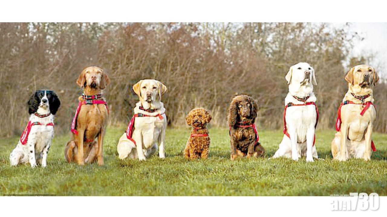 七俠蕩疾誌 病向犬中醫