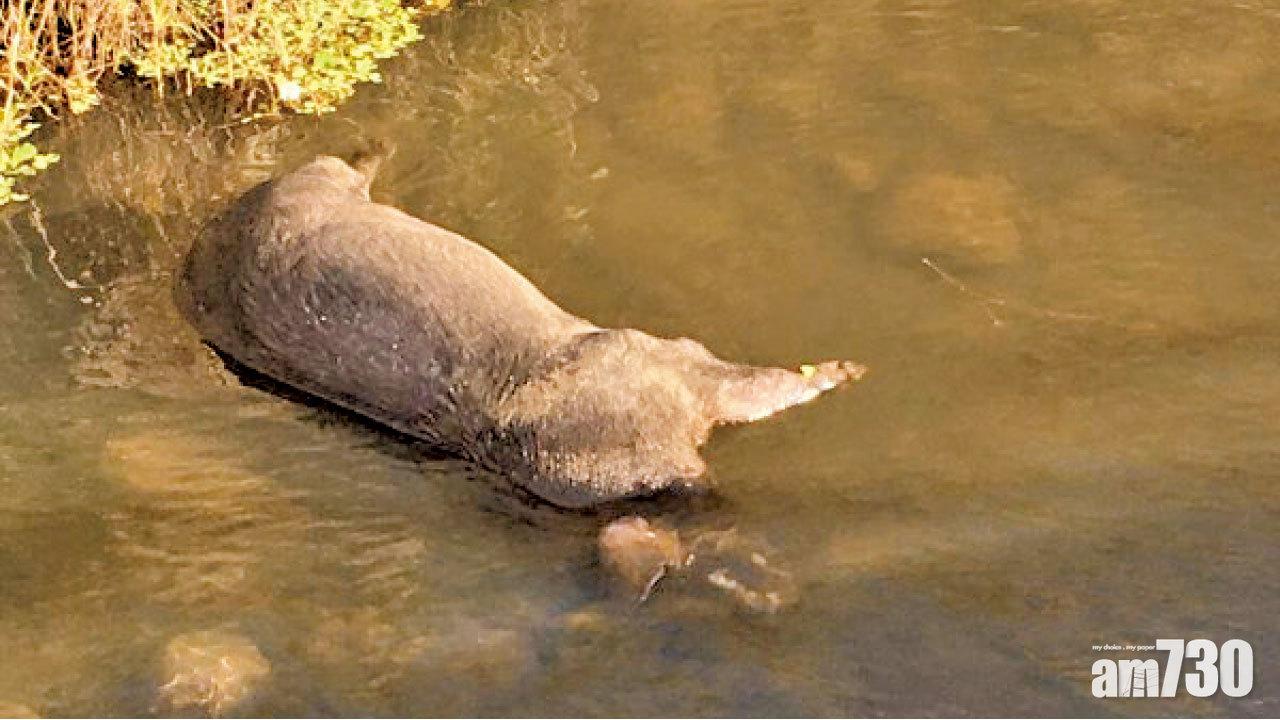 防疫有危機 台多處水渠現豬屍