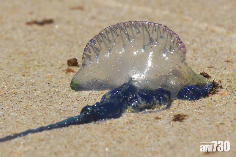 【遊昆士蘭注意】大量水母被吹上沙灘  周末數千人遭螫傷