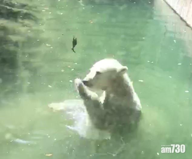 【惻隱之心】熊熊拋起晚餐死雀 想救番佢 (有片)