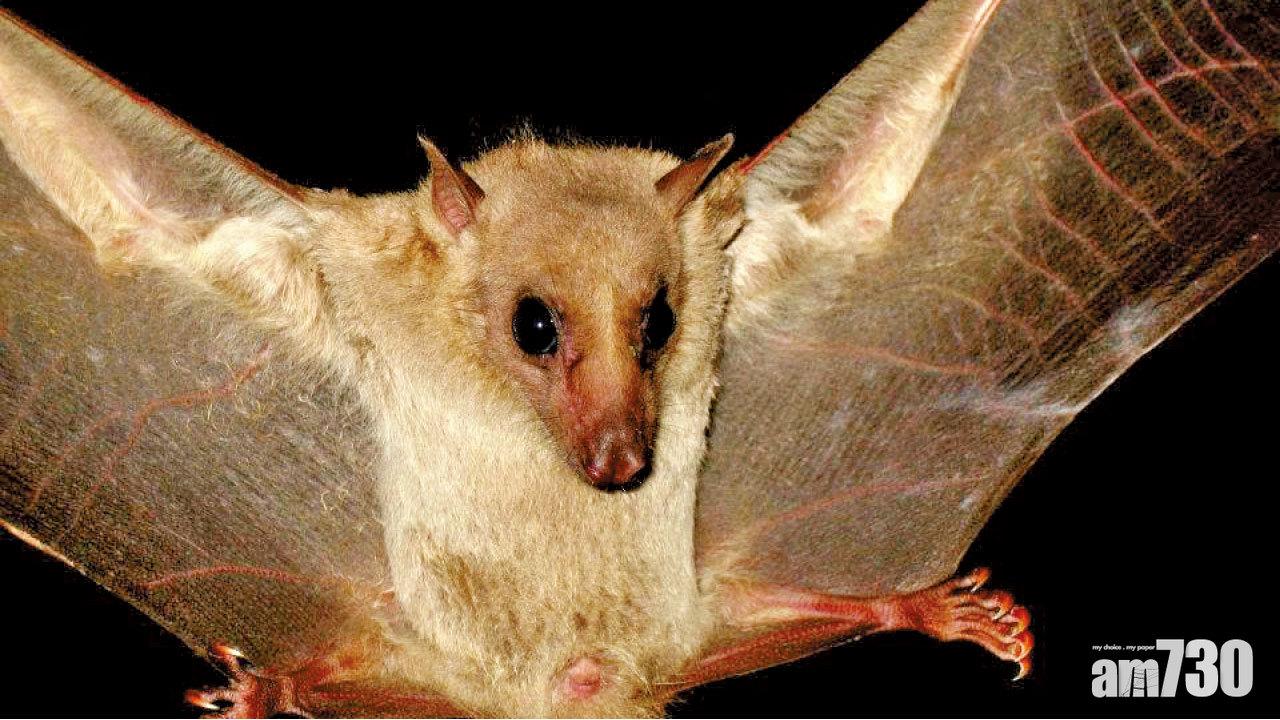 與伊波拉相似 雲南果蝠帶新致命病毒