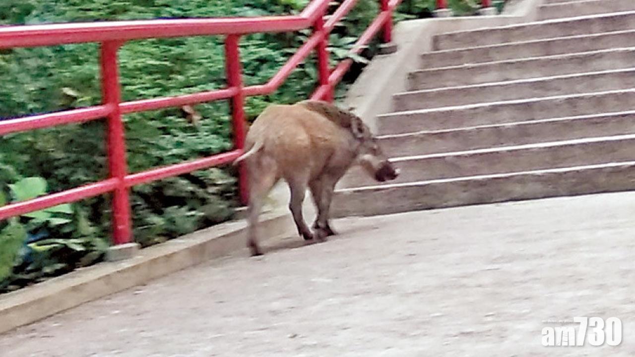 劉業強倡引入天敵對抗野豬 漁護署：引入獅子老虎風險太高