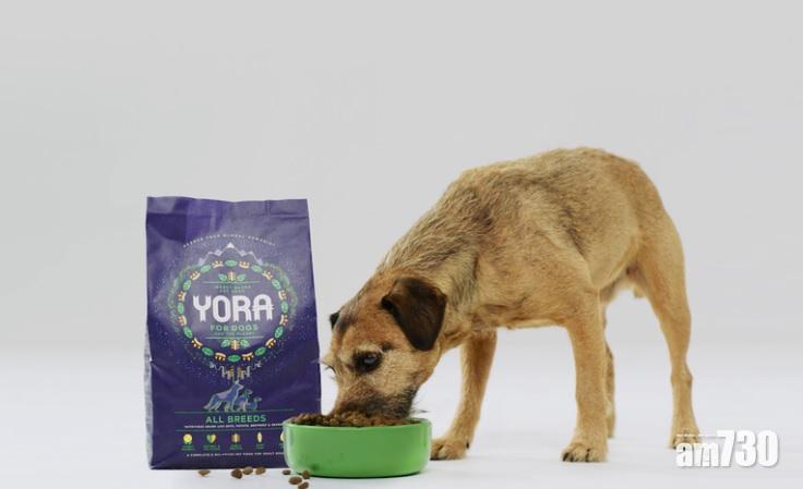 【你都做得到】狗狗為環保出力  未來食燕麥蟲蟲狗糧