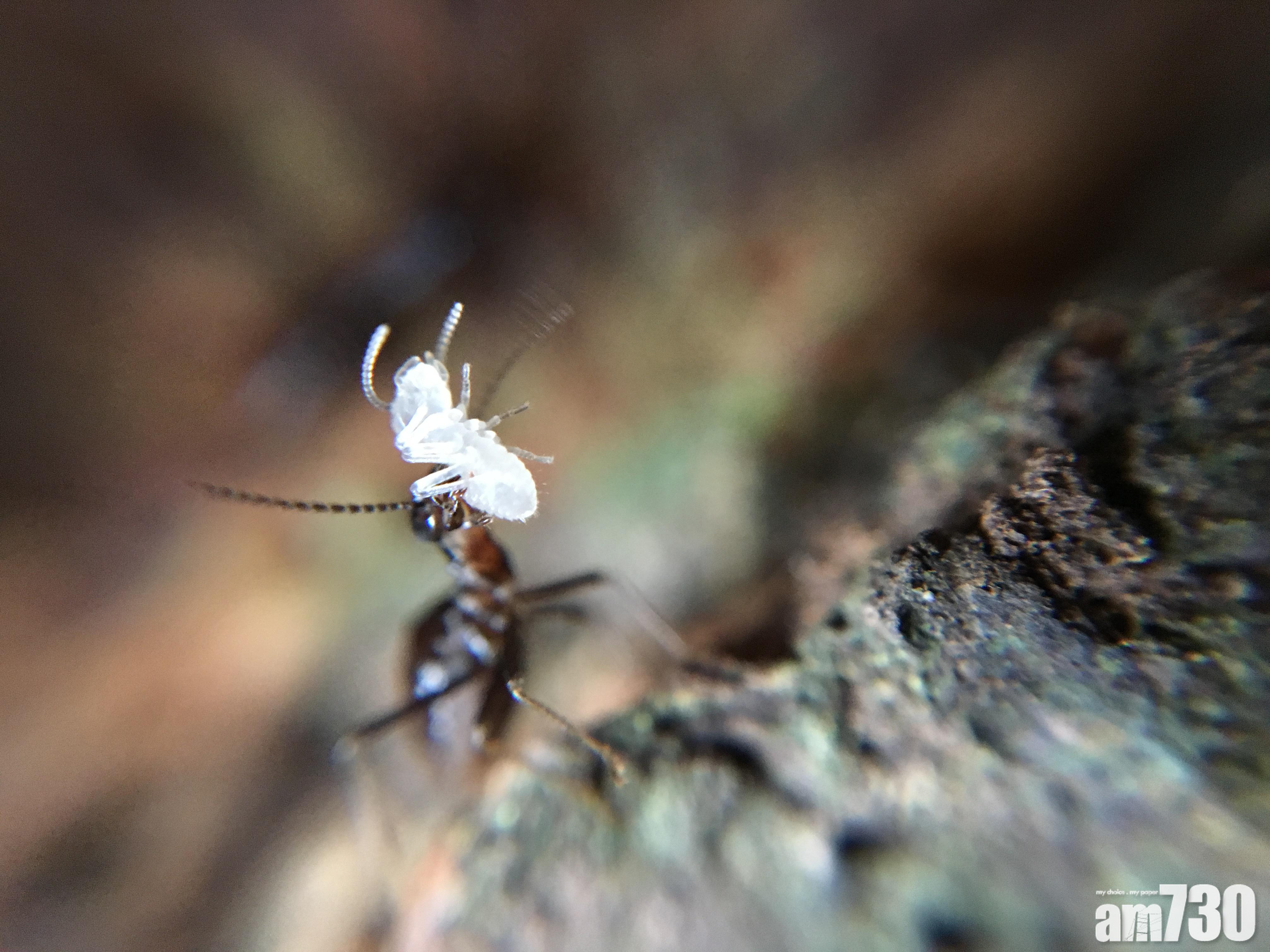 港大共同研究證白蟻助雨林渡乾旱