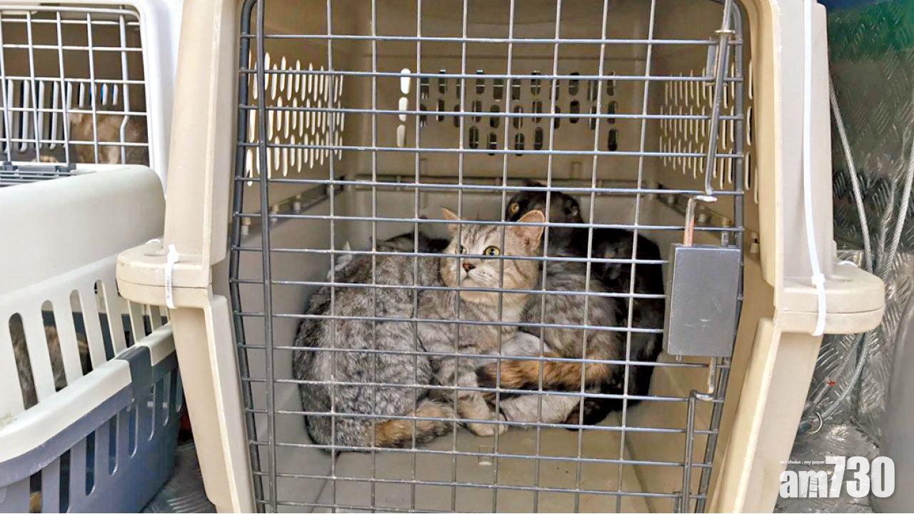 數十貓缺水缺糧 29歲女涉虐待被捕