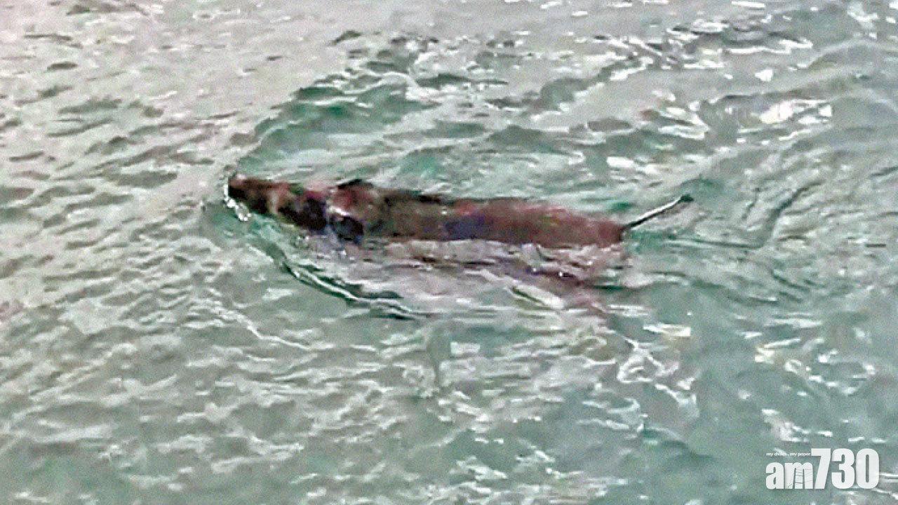 王國興倡野豬放養無人島 漁護署︰食物不足會游回市區