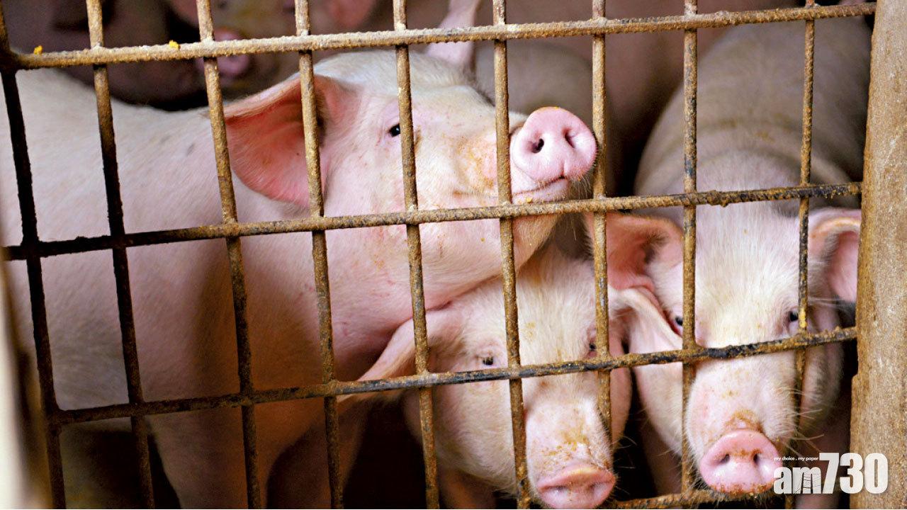 蒙古4省爆非洲豬瘟 最少250豬病亡