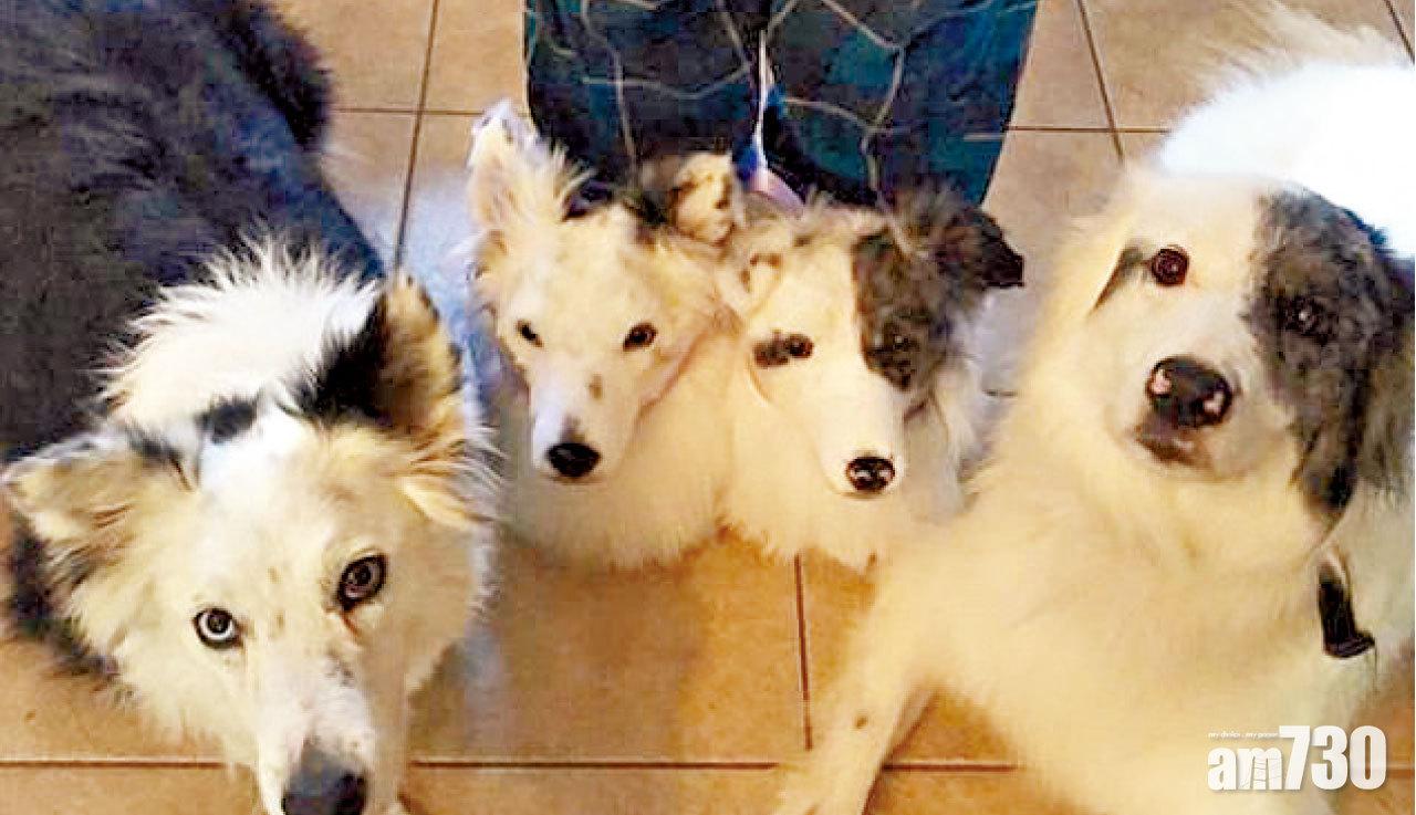 毛孩毛鞋 萬千寵愛在雙足