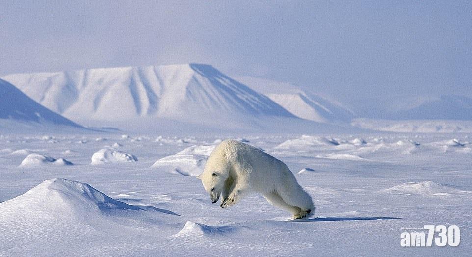 北極熊插冰求豹