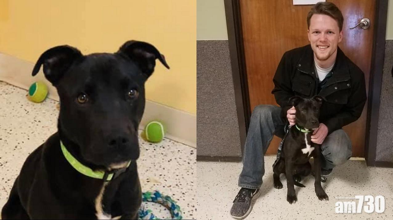 【請給牠機會】狗B被安樂死奇蹟翻生  醫生不補針終尋獲家 