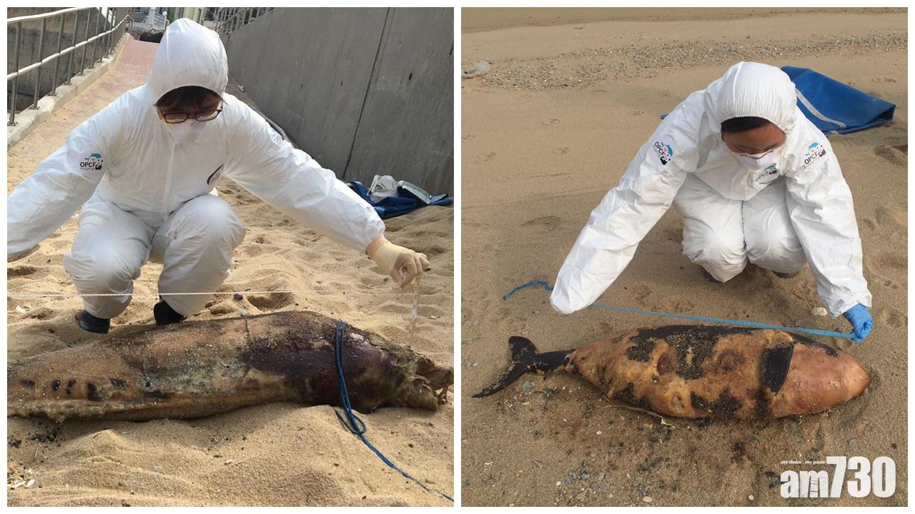 南丫島及石澳發現兩條幼年江豚屍體 嚴重腐爛性別不知