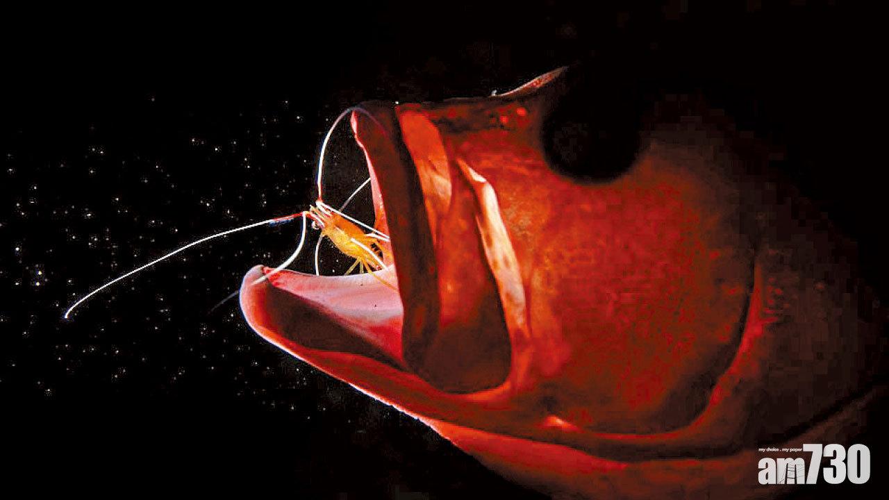 魔鬼跳芭蕾奪冠