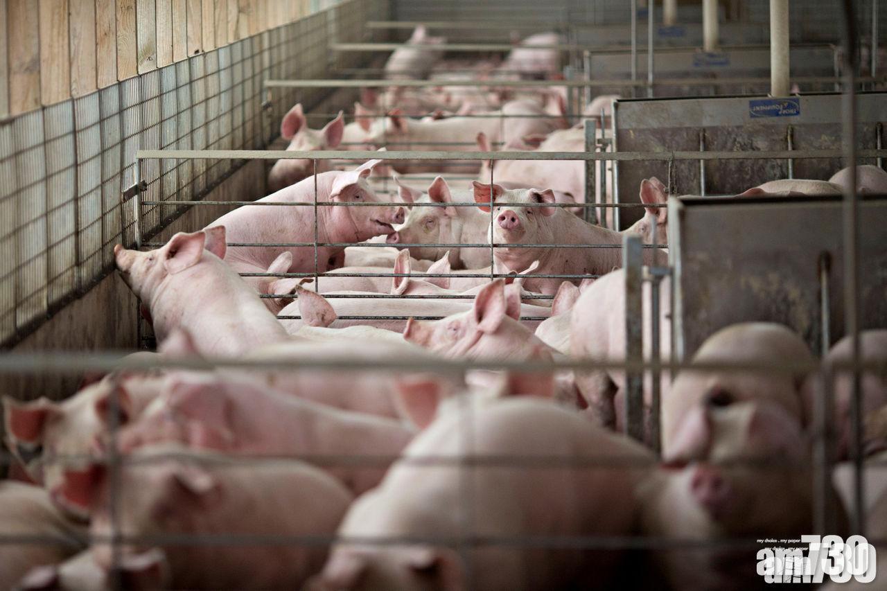 【業界支持】年三十至年初三停宰豬 