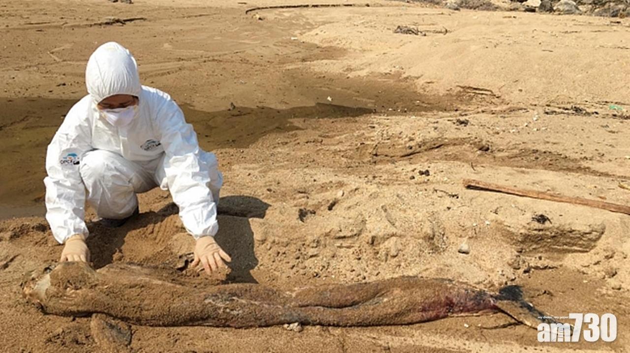 【3日3宗】西貢蚺蛇灣發現江豚擱淺 本年度第9宗