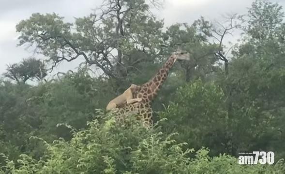 【求生】力抗群獅4小時  長頸鹿保唔保到命仔？(有片)