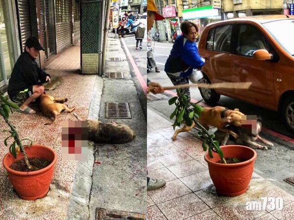 【人神共憤】台冷血飼主縱狗再殺流浪犬 