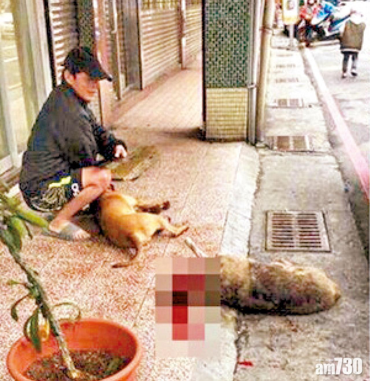 縱惡犬殺兩流浪犬 台冷血狗主面臨起訴