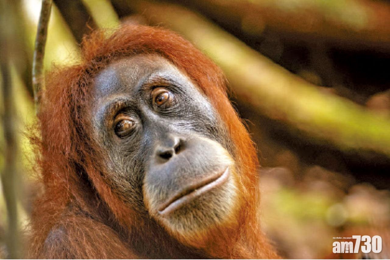 拯救紅毛猩猩！LUSH猩猩香皂登場