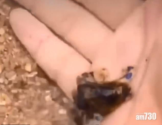 【愈美愈毒】遊客把玩藍圈八爪魚  網友：無死算好彩