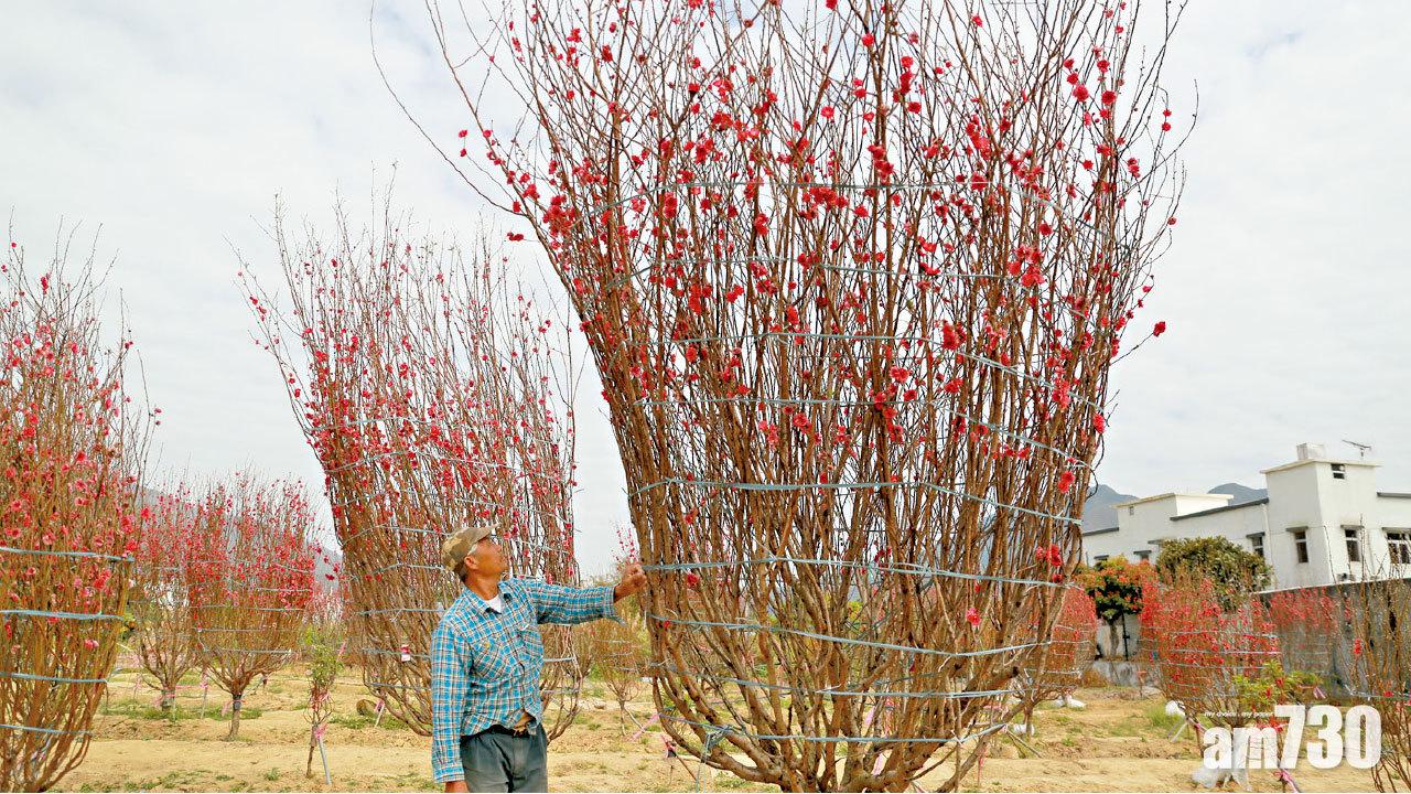 天氣和暖 年花盛開 花農教路揀桃花